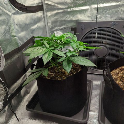 Banana Purple Punch Auto growlog timeline photo