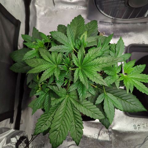 Banana Purple Punch Auto growlog timeline photo