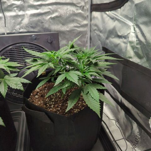 Gorilla Punch Auto growlog timeline photo