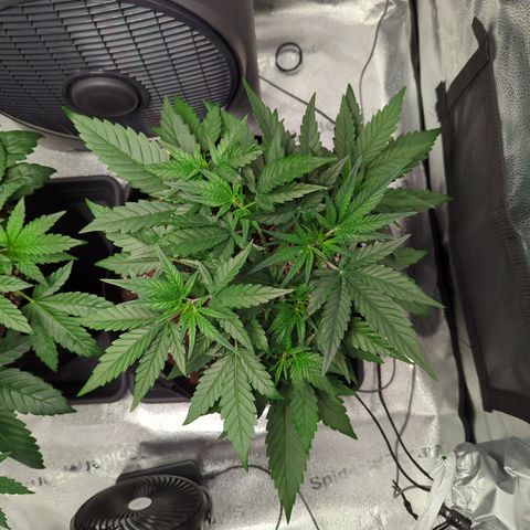 Gorilla Punch Auto growlog timeline photo