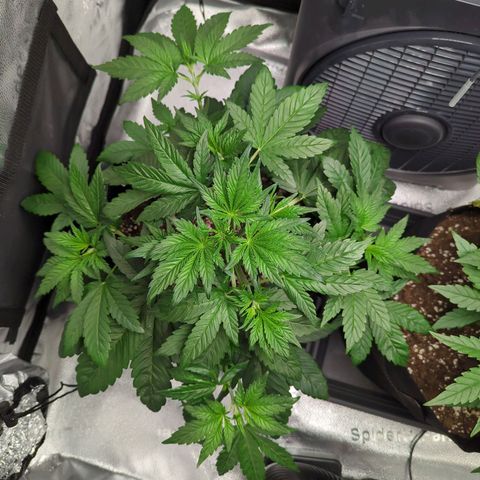 Banana Purple Punch Auto growlog timeline photo