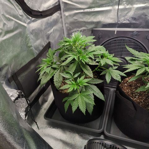 Banana Purple Punch Auto growlog timeline photo