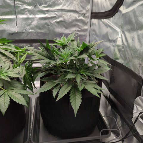 Gorilla Punch Auto growlog timeline photo