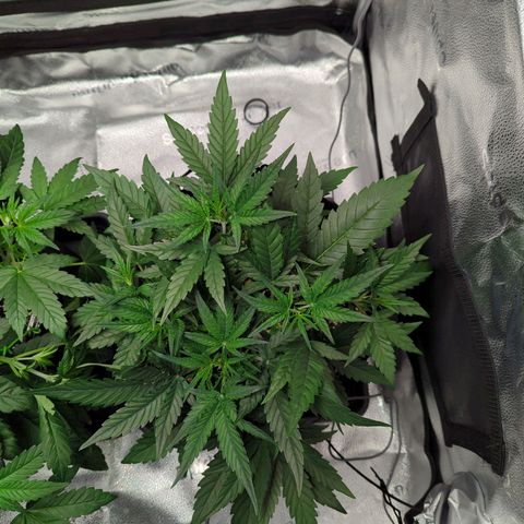 Gorilla Punch Auto growlog timeline photo
