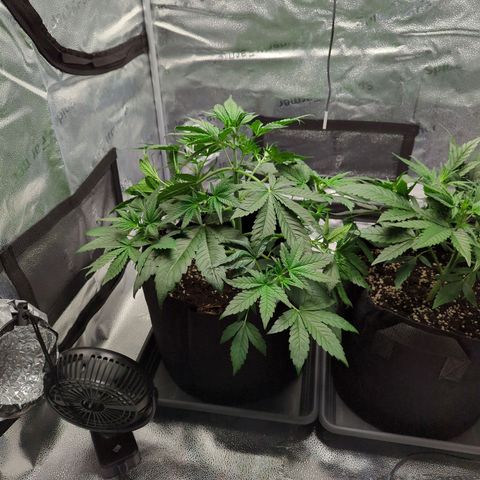 Banana Purple Punch Auto growlog timeline photo