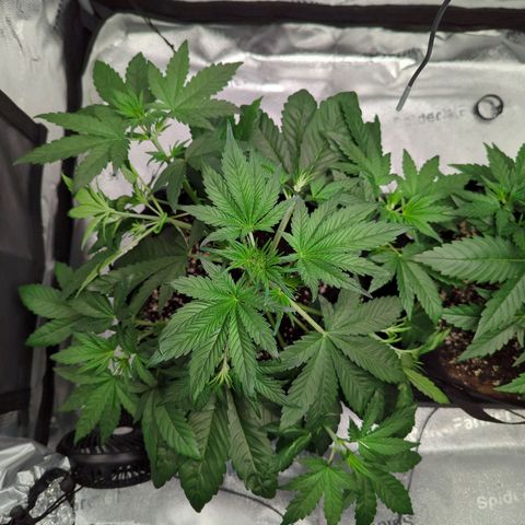 Banana Purple Punch Auto growlog timeline photo