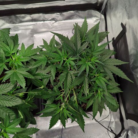 Gorilla Punch Auto growlog timeline photo