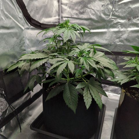 Banana Purple Punch Auto growlog timeline photo