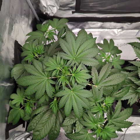 Banana Purple Punch Auto growlog timeline photo
