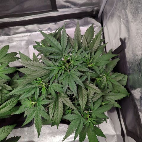 Gorilla Punch Auto growlog timeline photo
