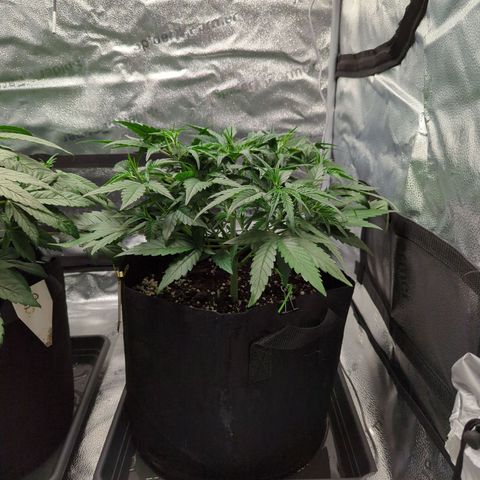 Gorilla Punch Auto growlog timeline photo
