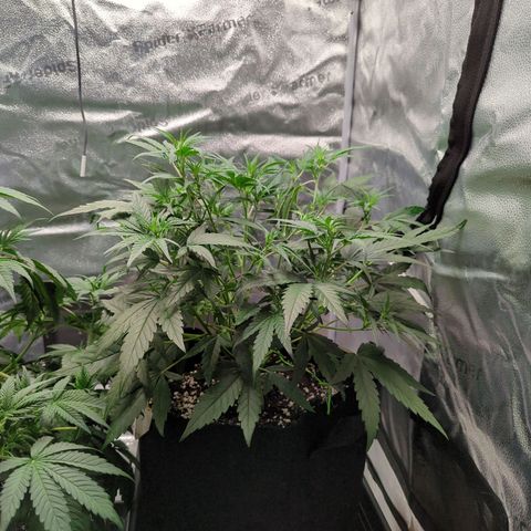 Gorilla Punch Auto growlog timeline photo