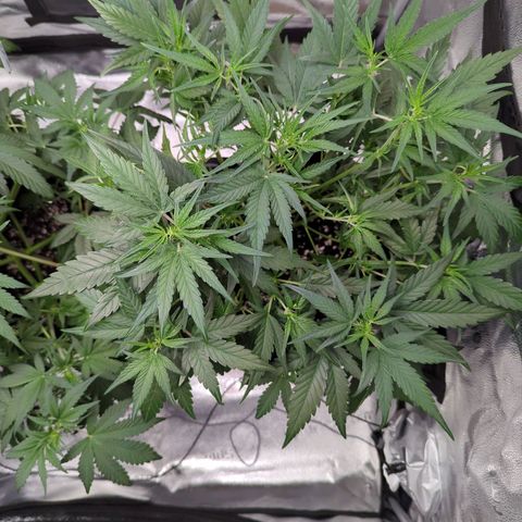 Gorilla Punch Auto growlog timeline photo