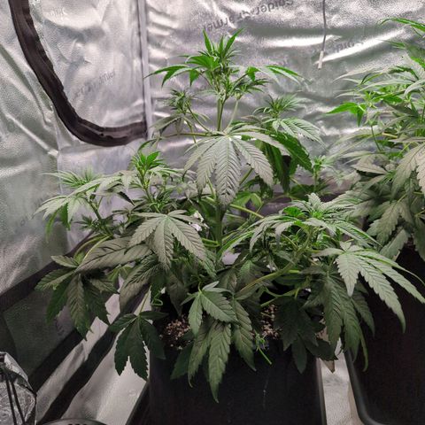 Banana Purple Punch Auto growlog timeline photo