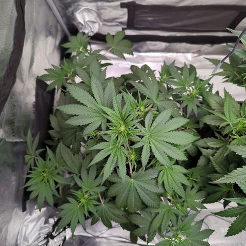 Banana Purple Punch Auto growlog timeline photo