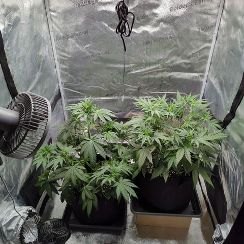 Banana Purple Punch Auto growlog timeline photo
