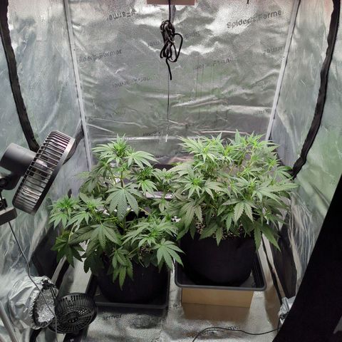 Gorilla Punch Auto growlog timeline photo