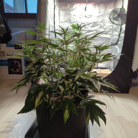 Gorilla Punch Auto growlog timeline photo