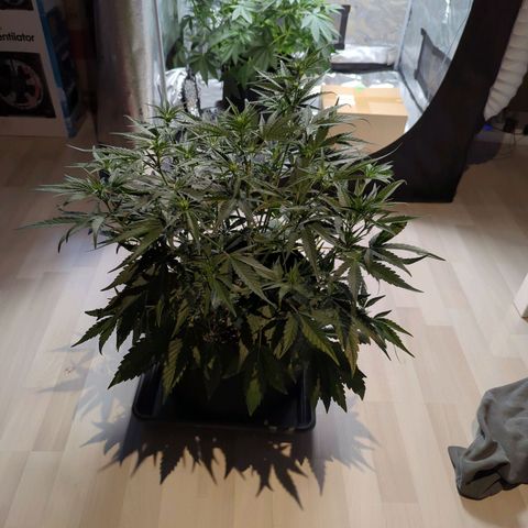 Gorilla Punch Auto growlog timeline photo