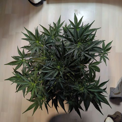 Gorilla Punch Auto growlog timeline photo