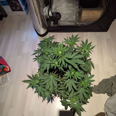 Banana Purple Punch Auto growlog timeline photo