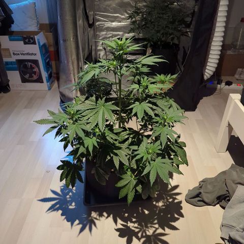 Banana Purple Punch Auto growlog timeline photo