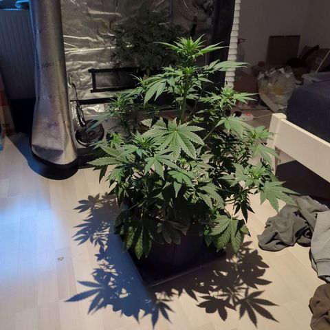 Banana Purple Punch Auto growlog timeline photo