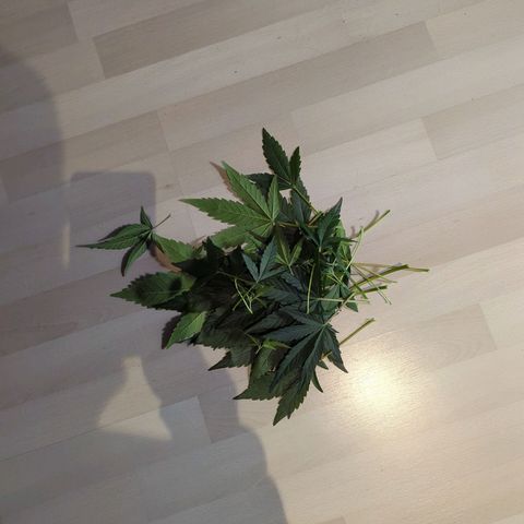 Gorilla Punch Auto growlog timeline photo