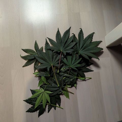 Banana Purple Punch Auto growlog timeline photo