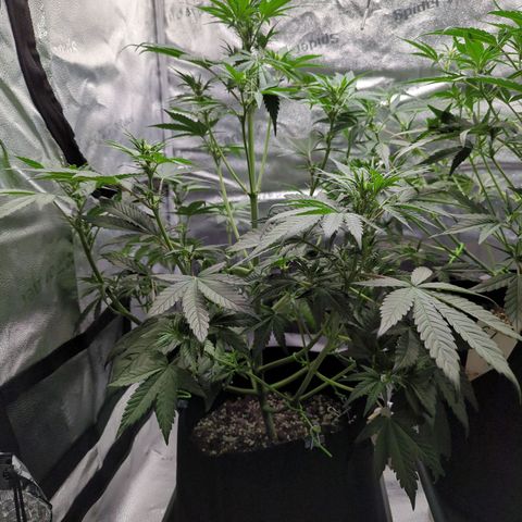 Banana Purple Punch Auto growlog timeline photo