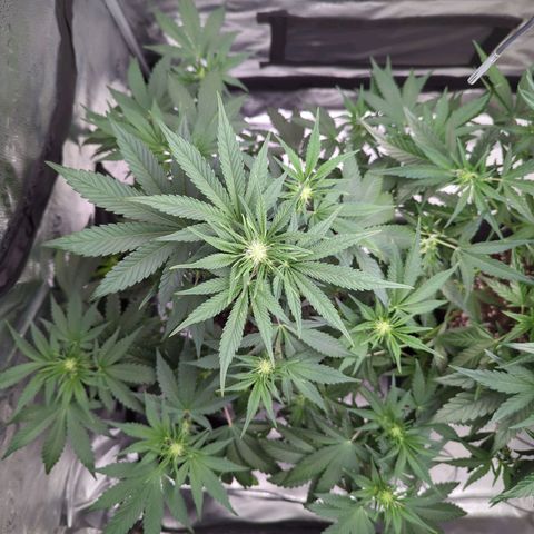 Banana Purple Punch Auto growlog timeline photo