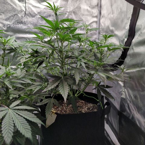 Gorilla Punch Auto growlog timeline photo
