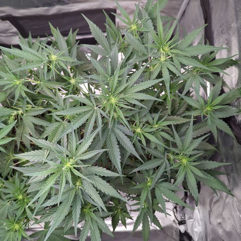 Gorilla Punch Auto growlog timeline photo