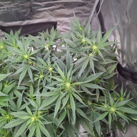 Gorilla Punch Auto growlog timeline photo