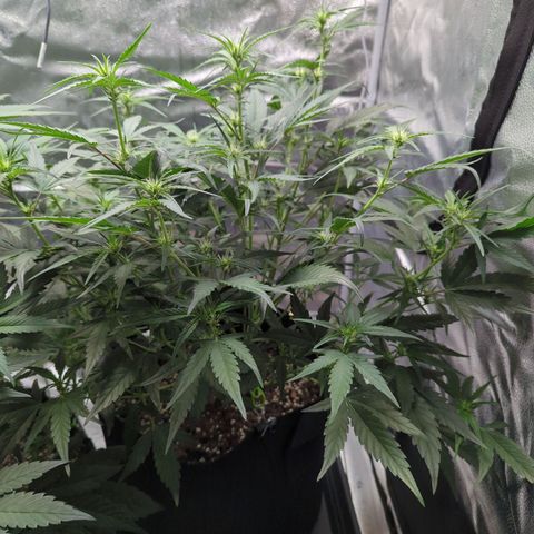 Gorilla Punch Auto growlog timeline photo
