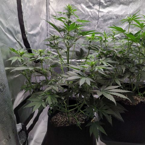Banana Purple Punch Auto growlog timeline photo
