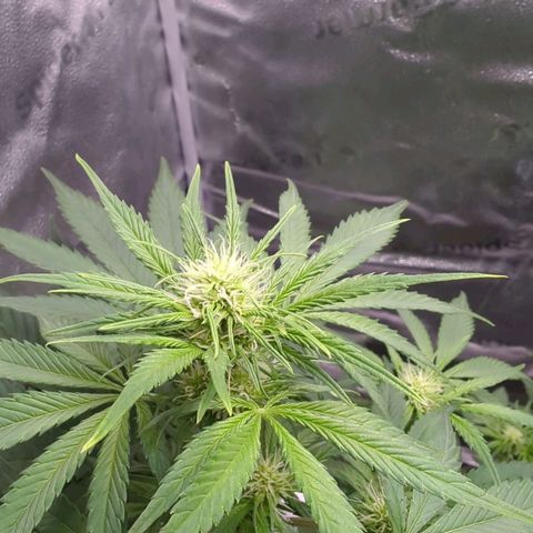 Banana Purple Punch Auto growlog timeline photo