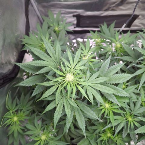 Banana Purple Punch Auto growlog timeline photo