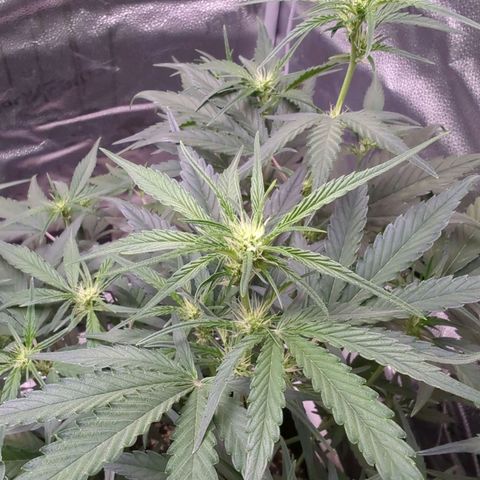 Gorilla Punch Auto growlog timeline photo