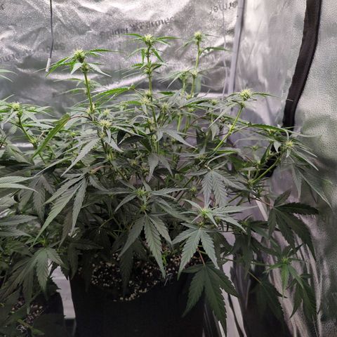 Gorilla Punch Auto growlog timeline photo