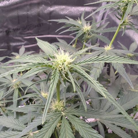 Gorilla Punch Auto growlog timeline photo