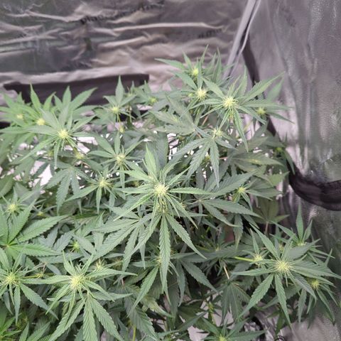 Gorilla Punch Auto growlog timeline photo