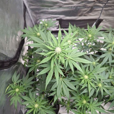 Banana Purple Punch Auto growlog timeline photo