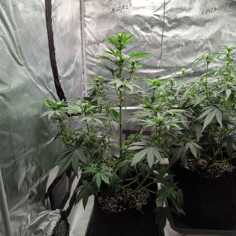 Banana Purple Punch Auto growlog timeline photo