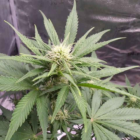 Banana Purple Punch Auto growlog timeline photo