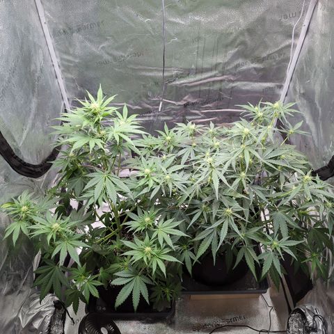 Banana Purple Punch Auto growlog timeline photo