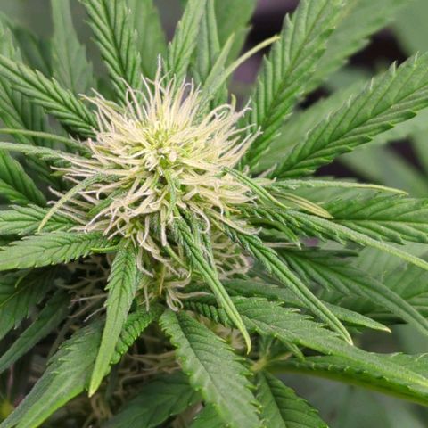 Banana Purple Punch Auto growlog timeline photo