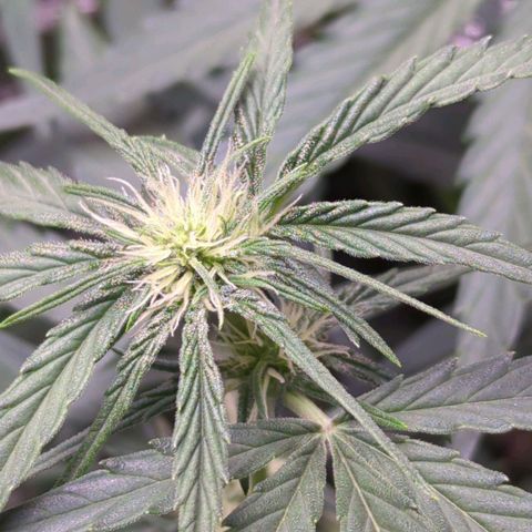 Gorilla Punch Auto growlog timeline photo