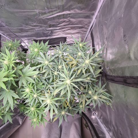 Gorilla Punch Auto growlog timeline photo