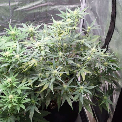 Gorilla Punch Auto growlog timeline photo